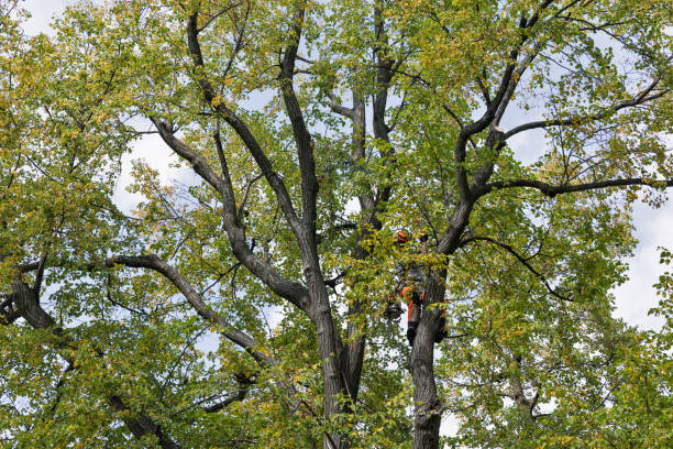 Best Commercial Tree Removal  in USA